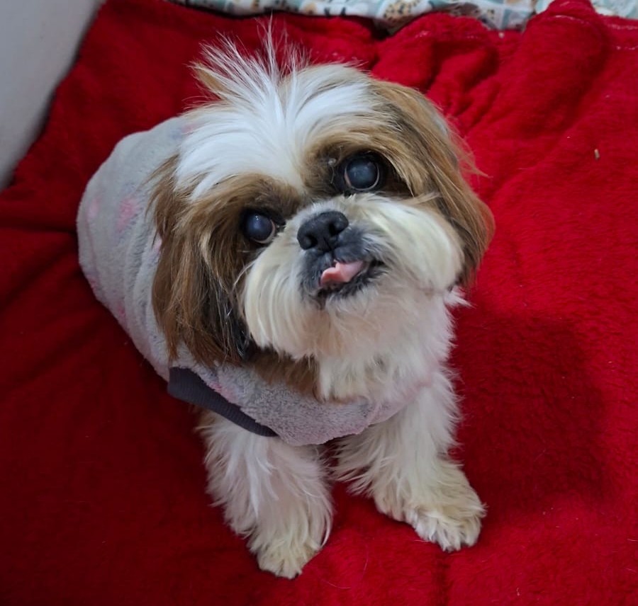 Pet Lucky